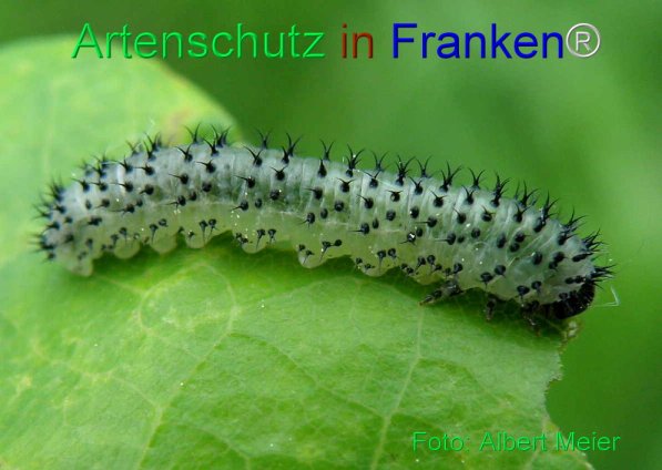 Bild zum Eintrag (71545-160)