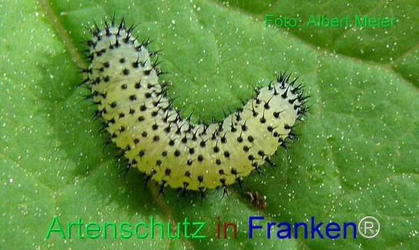 Copyright AiS Albert Meier Bild zum Eintrag (71548-160)