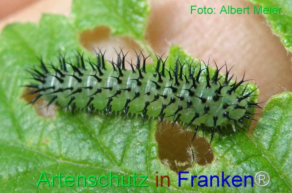 Copyright AiS Albert Meier Bild zum Eintrag (71551-160)