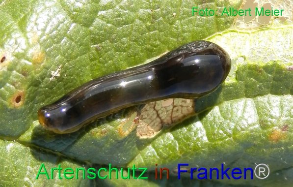 Copyright AiS Albert Meier Bild zum Eintrag (71554-160)