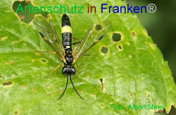 Bild zum Eintrag (71557-160)