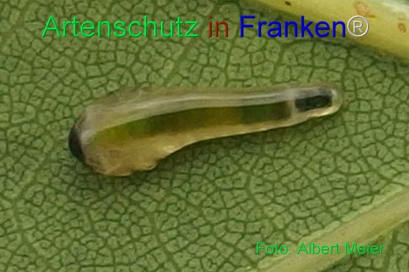 Copyright AiS Albert Meier Bild zum Eintrag (71561-160)