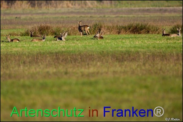 Copyright AiS Johannes Rother Bild zum Eintrag (71570-160)