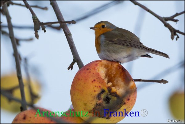 Copyright AiS Johannes Rother Bild zum Eintrag (71655-160)