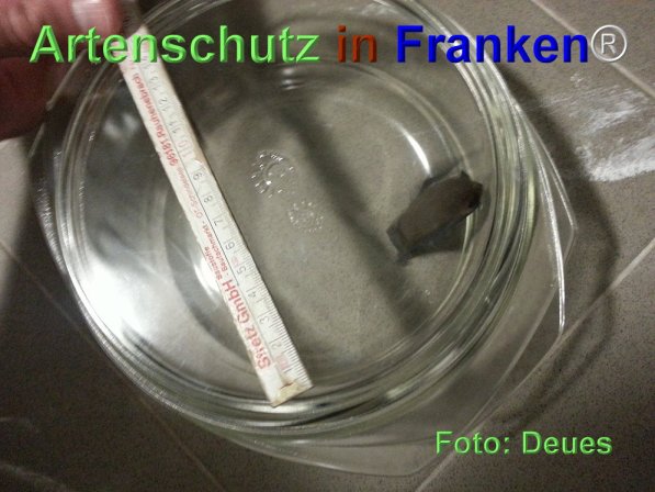 Copyright AiF Deues Bild zum Eintrag (71769-160)