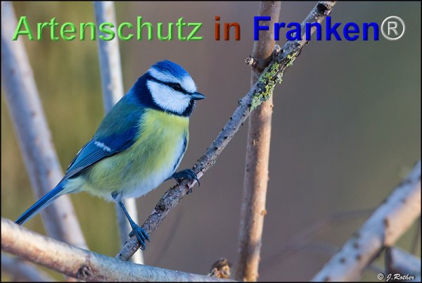Copyright AiF Johannes Rother Bild zum Eintrag (71778-160)