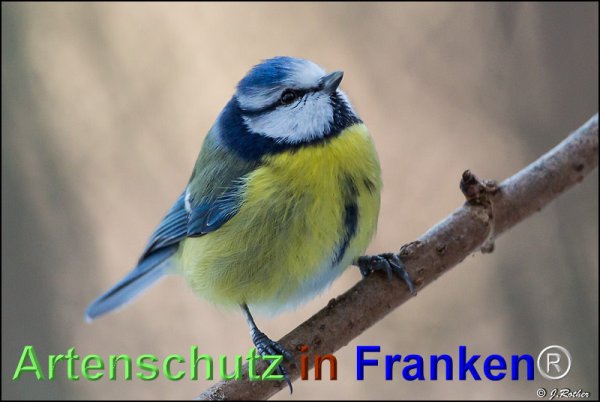 Copyright AiF Johannes Rother Bild zum Eintrag (71779-160)