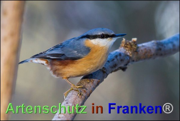 Copyright AiF Johannes Rother Bild zum Eintrag (71798-160)