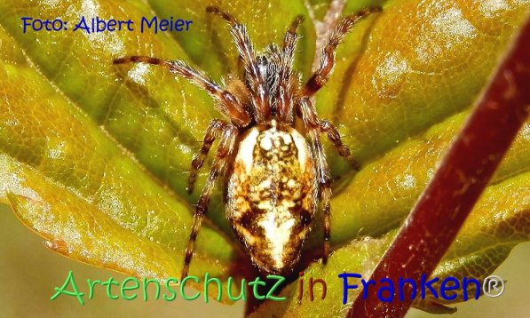 Copyright AiF - Albert Meier Bild zum Eintrag (71883-160)