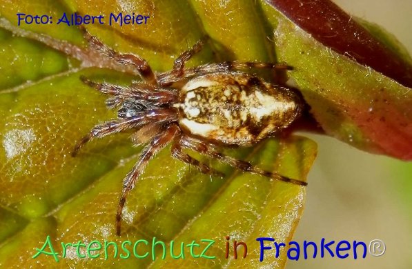 Copyright AiF - Albert Meier Bild zum Eintrag (71885-160)