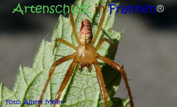 Copyright AiF - Albert Meier Bild zum Eintrag (71893-160)