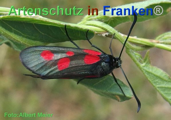 Copyright AiF - Albert Meier Bild zum Eintrag (71997-160)