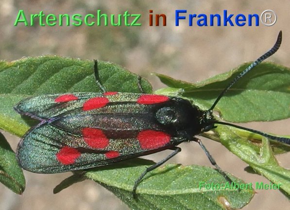 Copyright AiF - Albert Meier Bild zum Eintrag (71999-160)