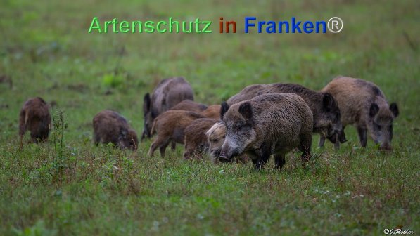 Bild zum Eintrag (72021-160)