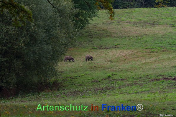 Bild zum Eintrag (72022-160)