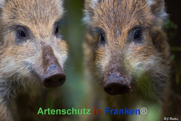 Copyright AiF Johannes Rother Bild zum Eintrag (72024-160)