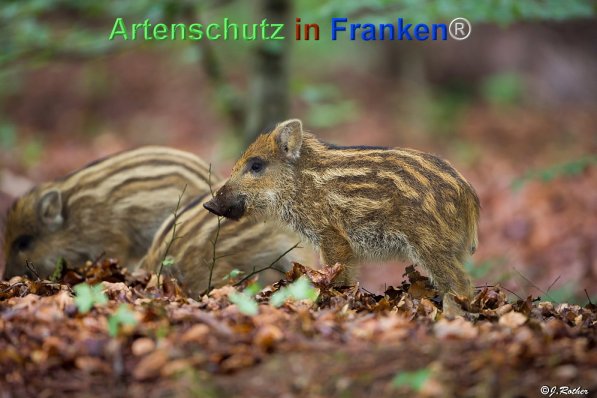 Copyright AiF Johannes Rother Bild zum Eintrag (72025-160)