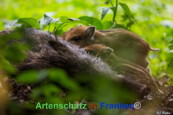 Copyright AiF Johannes Rother Bild zum Eintrag (72026-160)