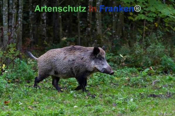 Copyright AiF Johannes Rother Bild zum Eintrag (72027-160)