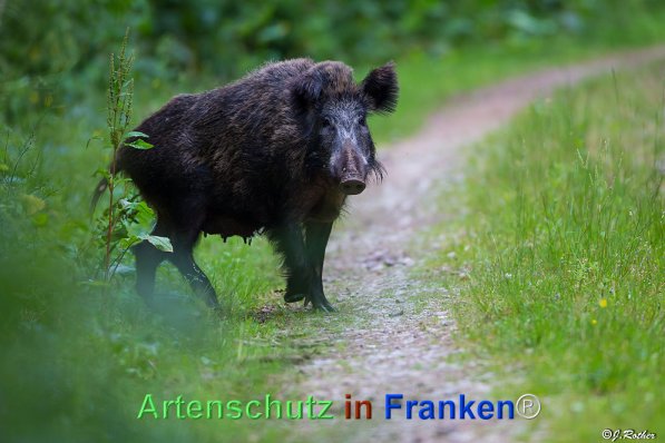Copyright AiF Johannes Rother Bild zum Eintrag (72029-160)