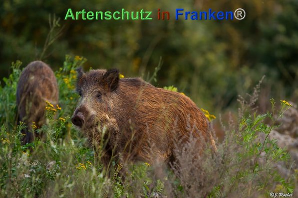 Copyright AiF Johannes Rother Bild zum Eintrag (72032-160)