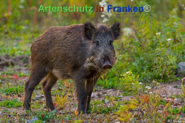 Copyright AiF Johannes Rother Bild zum Eintrag (72033-160)