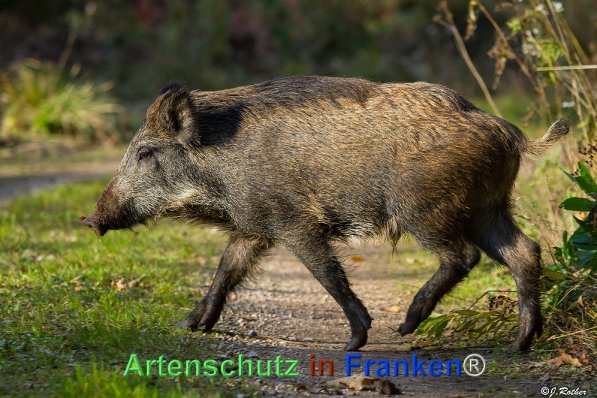 Copyright AiF Johannes Rother Bild zum Eintrag (72034-160)