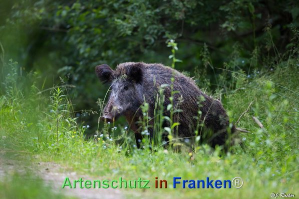 Copyright AiF Johannes Rother Bild zum Eintrag (72035-160)
