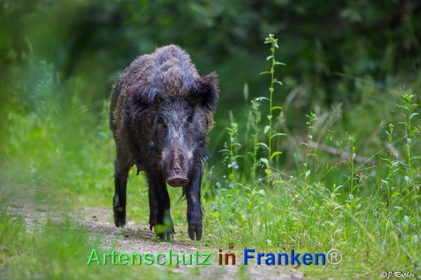 Copyright AiF Johannes Rother Bild zum Eintrag (72036-160)