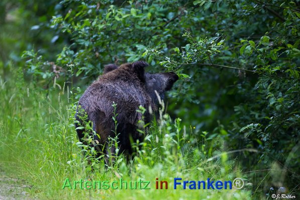 Bild zum Eintrag (72040-160)