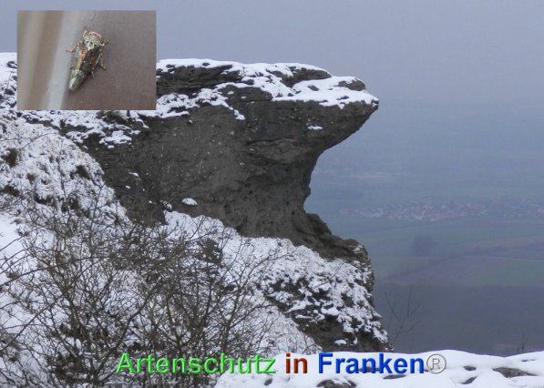 Bild zum Eintrag (72044-160)