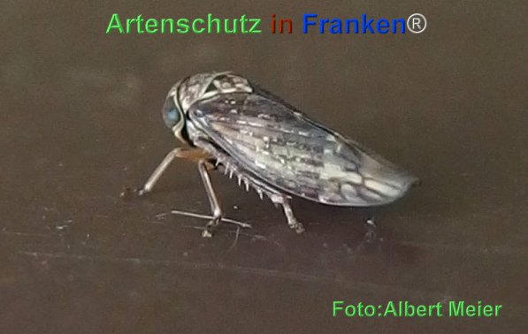 Bild zum Eintrag (72045-160)