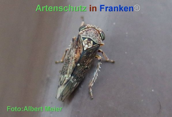 Bild zum Eintrag (72046-160)