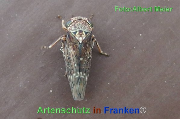 Bild zum Eintrag (72048-160)