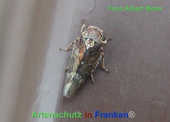 Bild zum Eintrag (72049-160)
