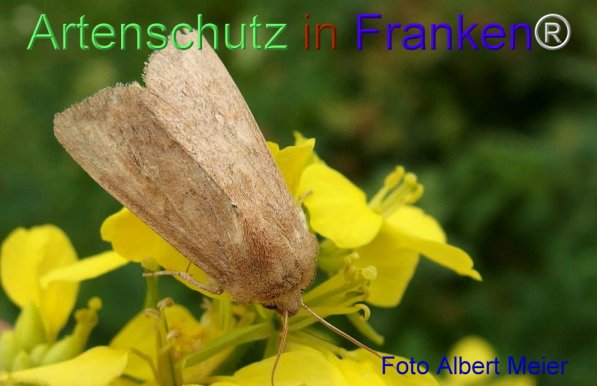 Copyright AiF - Albert Meier Bild zum Eintrag (72119-160)