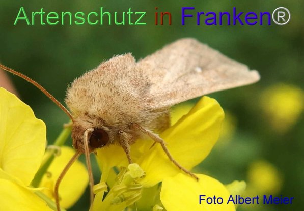 Copyright AiF - Albert Meier Bild zum Eintrag (72120-160)