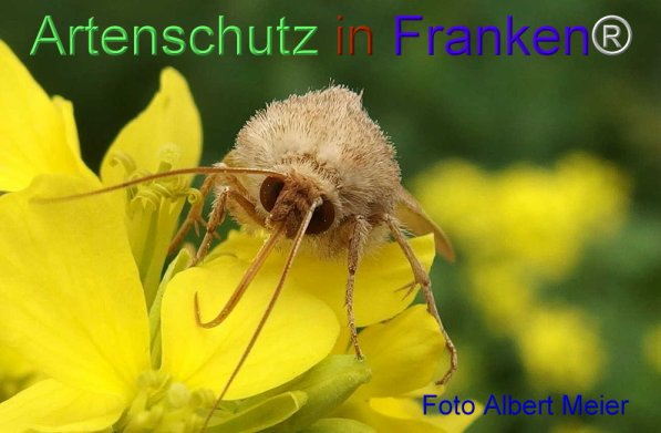 Bild zum Eintrag (72122-160)