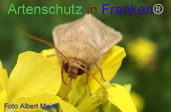 Bild zum Eintrag (72123-160)