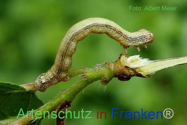 Copyright AiF - Albert Meier Bild zum Eintrag (72164-160)