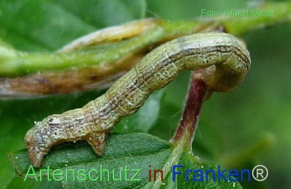 Copyright AiF - Albert Meier Bild zum Eintrag (72165-160)