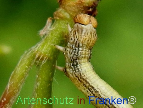 Copyright AiF - Albert Meier Bild zum Eintrag (72166-160)