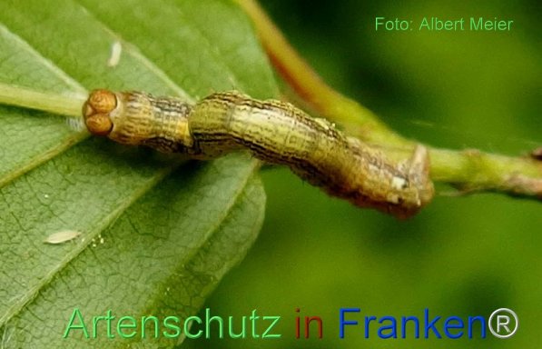 Copyright AiF - Albert Meier Bild zum Eintrag (72168-160)