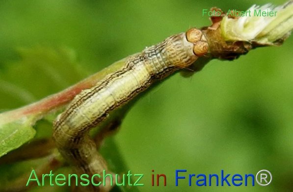 Copyright AiF - Albert Meier Bild zum Eintrag (72169-160)