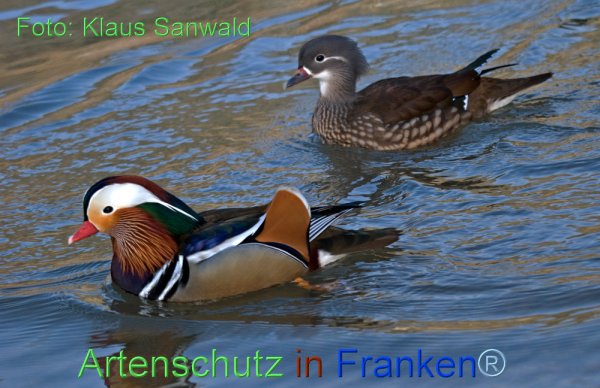 Copyright AiF Klaus Sanwald Bild zum Eintrag (72183-160)