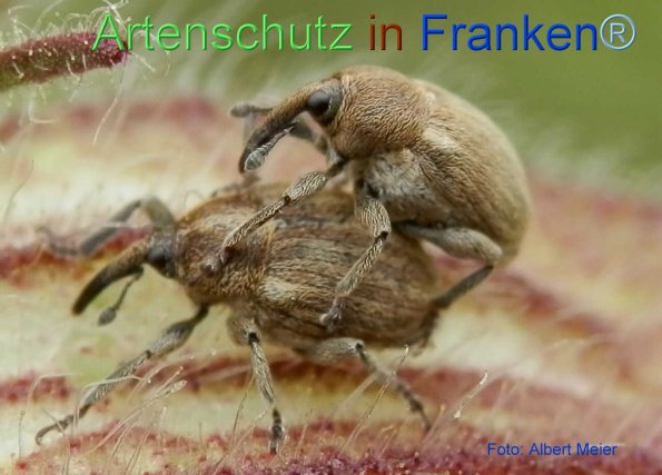 Copyright AiF - Albert Meier Bild zum Eintrag (72191-160)
