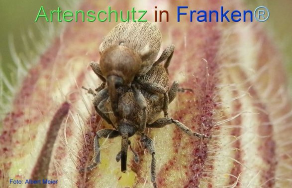 © Artenschutz in Franken® Bild zum Eintrag (72192-160)