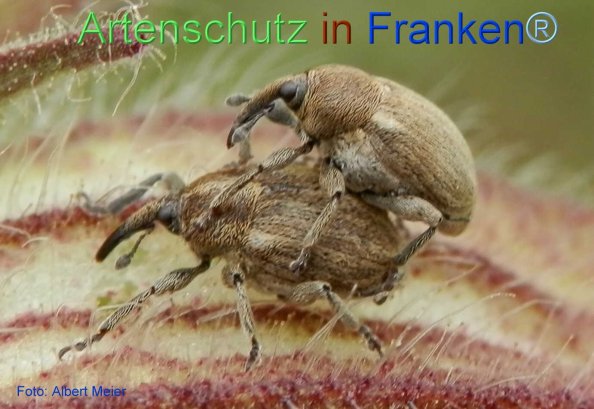 Copyright AiF - Albert Meier Bild zum Eintrag (72194-160)