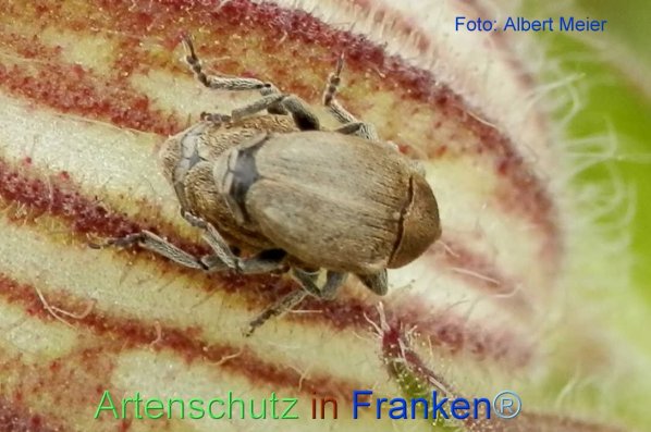 Copyright AiF - Albert Meier Bild zum Eintrag (72195-160)