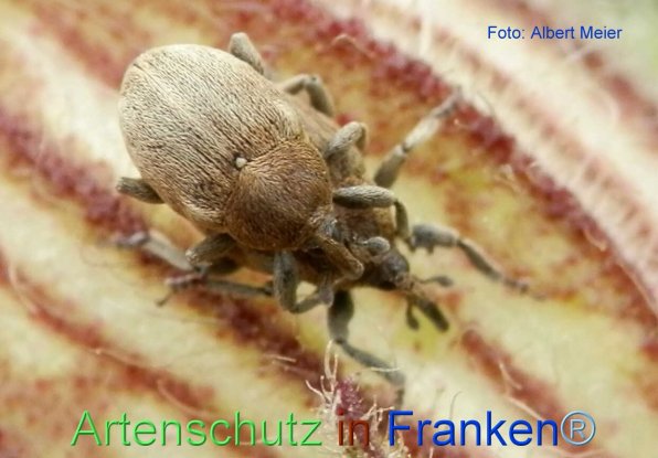 Copyright AiF - Albert Meier Bild zum Eintrag (72196-160)